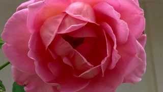 A Pink Rose