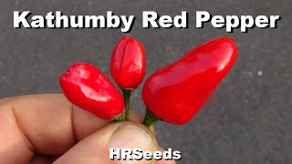 ⟹ Kathumby RED Pepper | Capsicum chinense | Pod Review