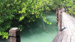 The mangrove forests in Coco Beach resort, island Yao Yai, Phuket, Thailand