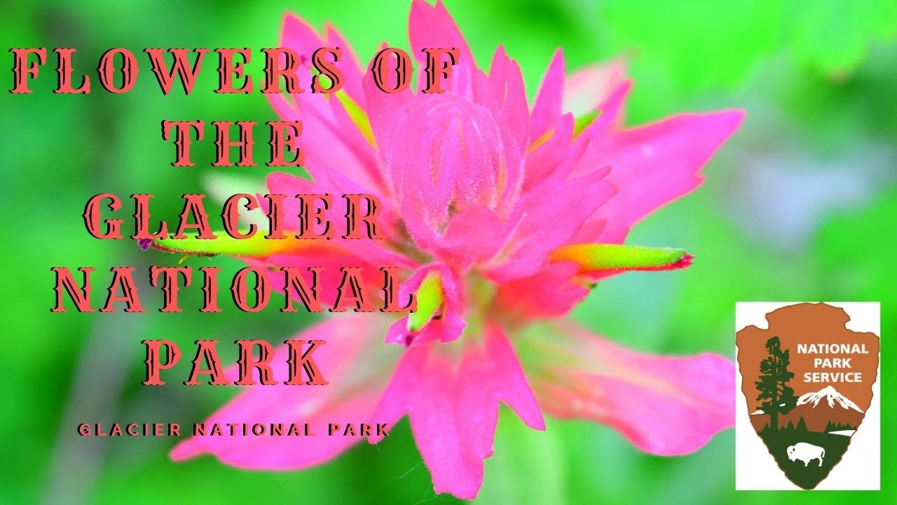 Flowers of the Glacier National Park