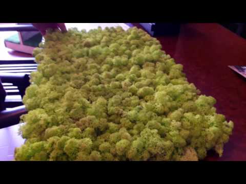 Video: Lichene (pianta) - Proprietà Utili E Usi Del Lichene. Parmelia Lichene, Uomo Barbuto, Antico