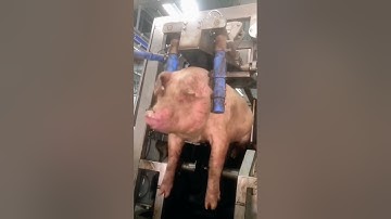 The fate of pigs