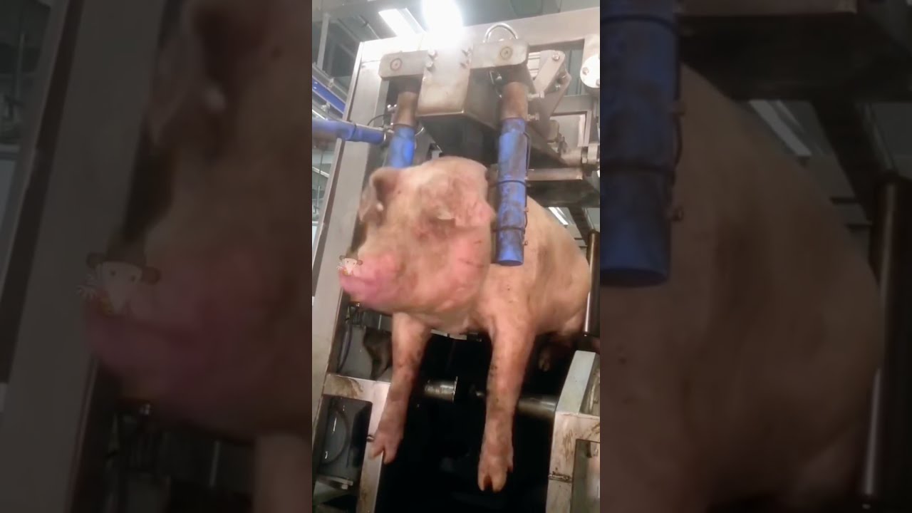 The Fate Of Pigs