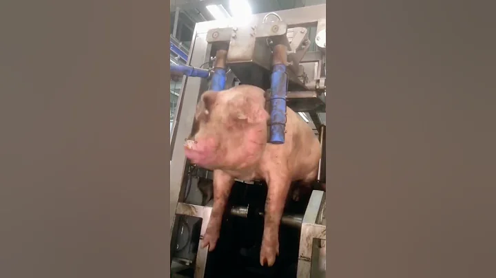 The fate of pigs