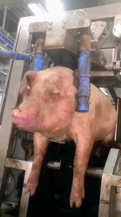 The fate of pigs