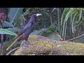Crested Oropendola closeup visit July 10 2025