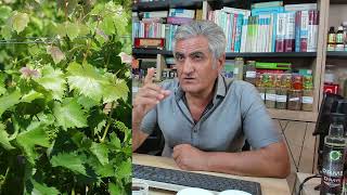 Siyah Üzümün Faydaları, Çekirdekli Üzüm Çekirdeksiz Üzümden Daha Faydalıdır, Vitamin Mineral