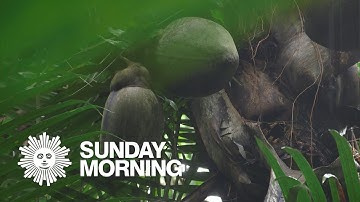 Island-Hopping: Love nuts from the Seychelles