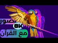 صور طيور جميلة 8K مع القران 