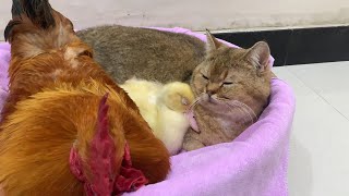 The kitten cuddles the duckling to sleep and criticizes the rooster for his unfriendly behavior