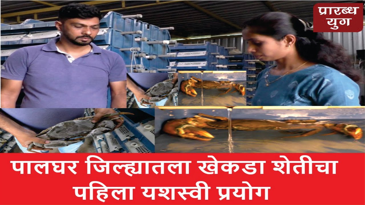 Crab farming Vertical Being Crab Farming Vasai Bhuigaon Farming