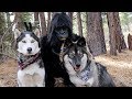 Dogs Befriend Gorilla in the Woods! Funny Prank on my Huskies!