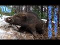 #156 【雪が降ると猪が獲れる説】また罠バレ😫！→ 降雪❄ →猪捕獲🤩！ - A boar was caught in a trap hidden by snow！