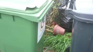 New signed up arivals with greyhound