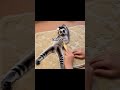Lemur Core #dogs #cute #adorably #cuteanimals #adoreble #animalpictures #adorable #funny #cutedogs
