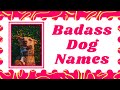 Top 30 Best Badass Dog Names for your Male And Female With ...