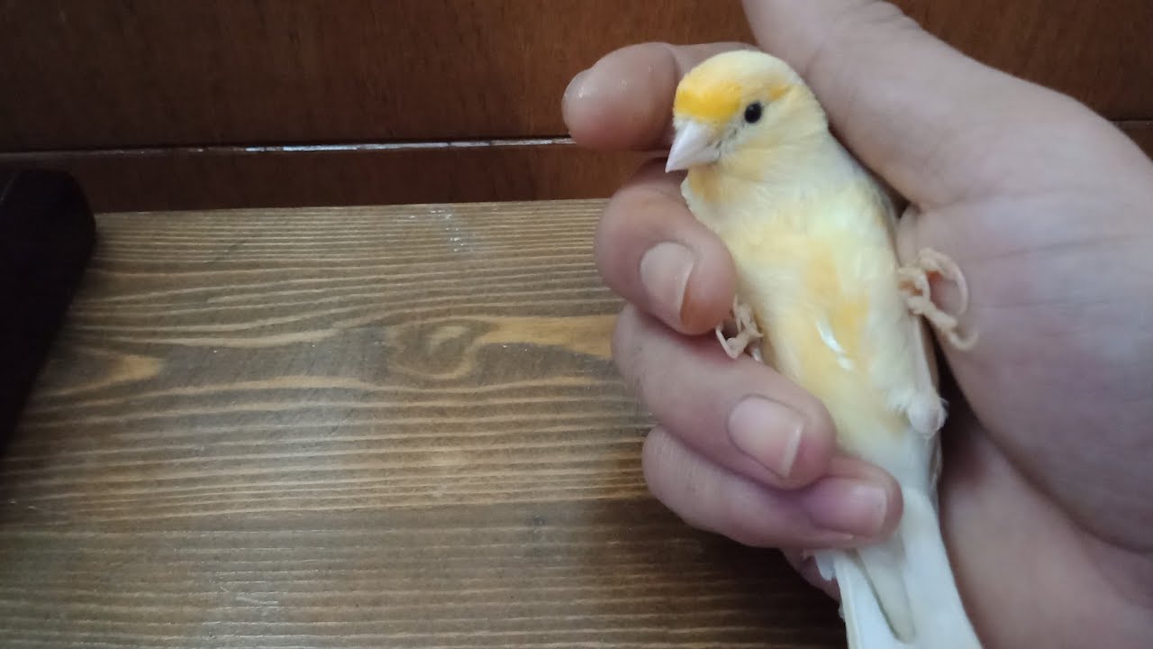 بهاته الخطوات ستضمن الحصول على بيض مخصب و إنتاج وفير