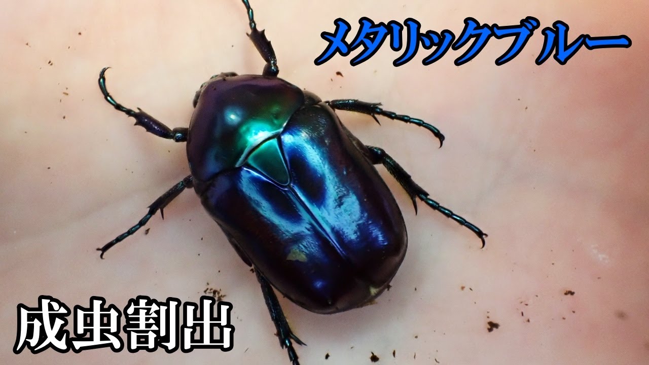 成虫割出】メタリックブルーに輝くハナムグリ - YouTube