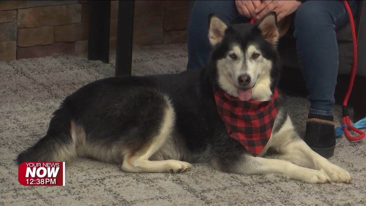 Auglaize County Humane Society introduces us to a dog who needs a home