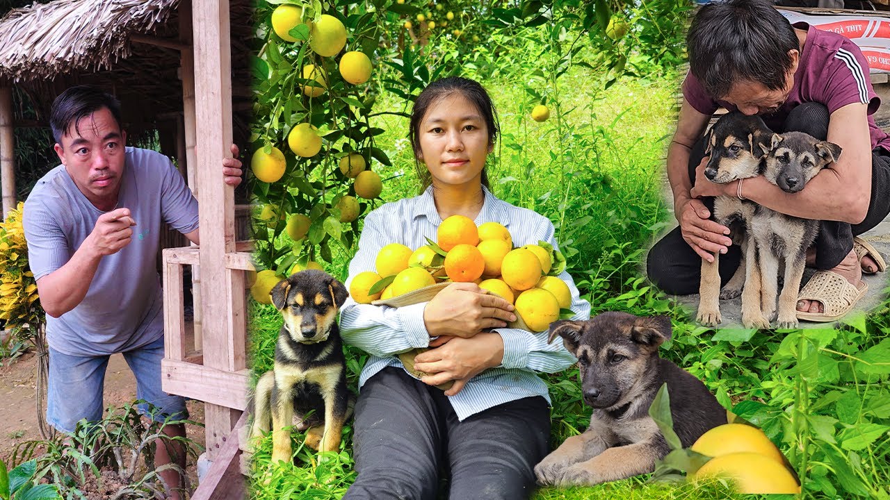 What will homeless girl Triệu Ly & her dogs Kiki & Coco do when the stepdad appears? @Triệu Ly