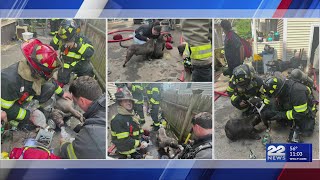 Eight dogs rescued from Springfield basement fire, eight people displaced