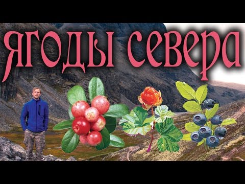 Видео: Какие ягоды растут в тайге?