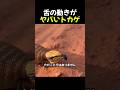 舌の動きがヤバいトカゲ