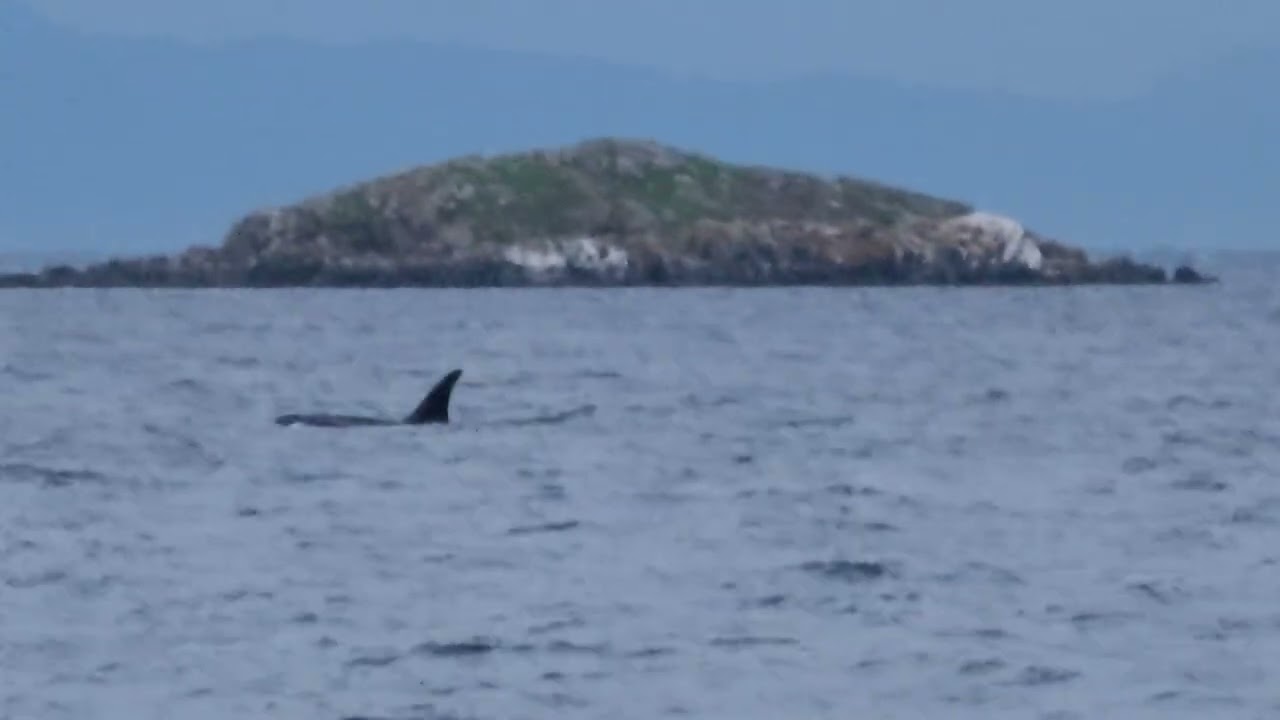 ORCAS. T049s returned to Nanaimo waters after only 1 day. 
