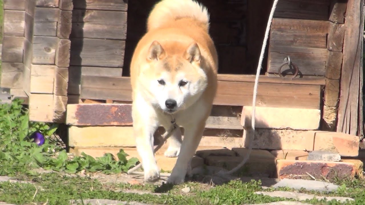 【しばわんこ日記】近所のボス犬【柴犬タロウ】 Weak Shiba Inu vs Strong Shiba Inu - YouTube