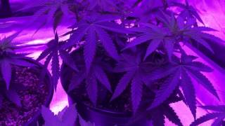 TGA veg update under viperspectra led
