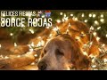 🎅☃CANCIONES DE NAVIDAD🎁🎄Navidad Por Perros