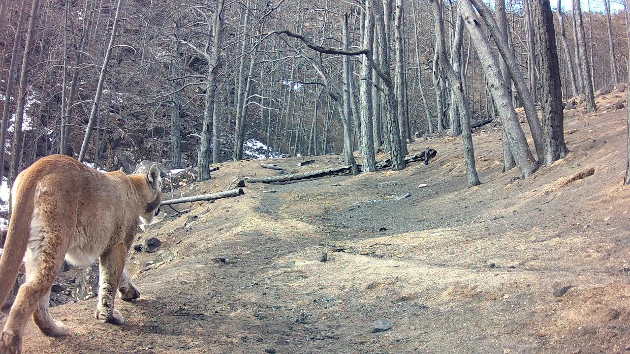 Alexander Mountain Fire Recovery - January 2025 Update