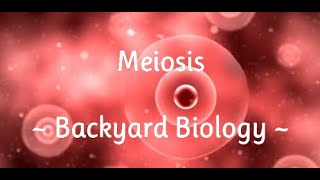 Meiosis Backyard Biology