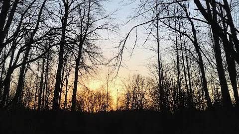 Tree teaching the way of light