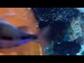 Samsung W200 underwater footage