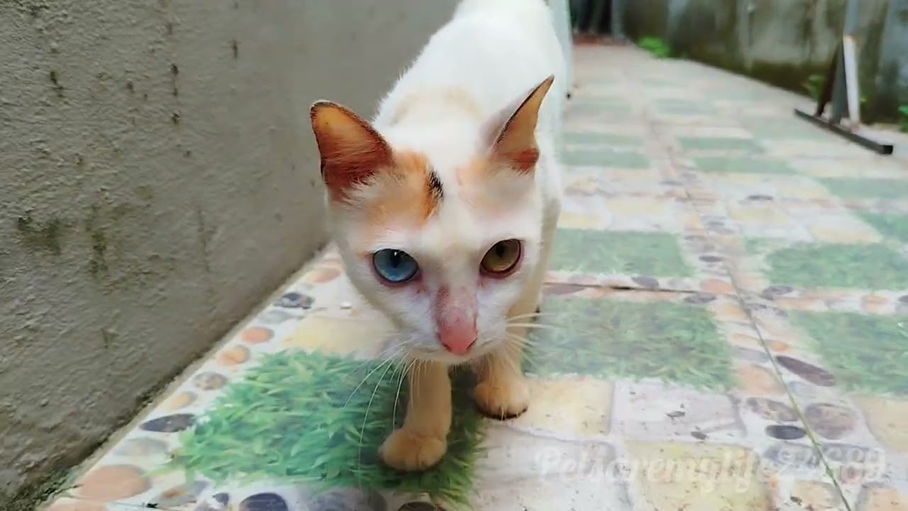 There Is An Old Father Cat, A Young Tomcat And A Female Cat With Two Different-Colored Eyes