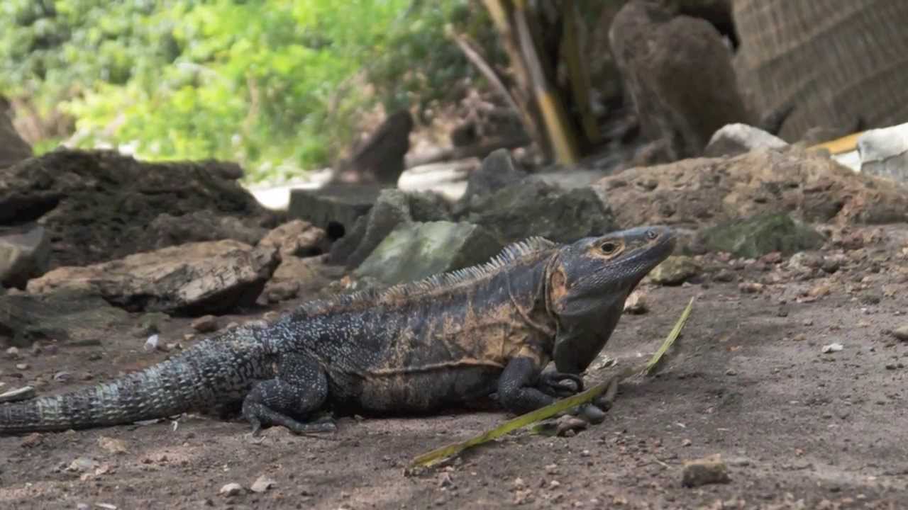 A Day at Isla Iguana