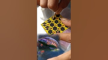 gosokan nembusnya ikan chana nih, mau gak ? #shorts #anakdesa #jualan #gosokan #davidsunairi