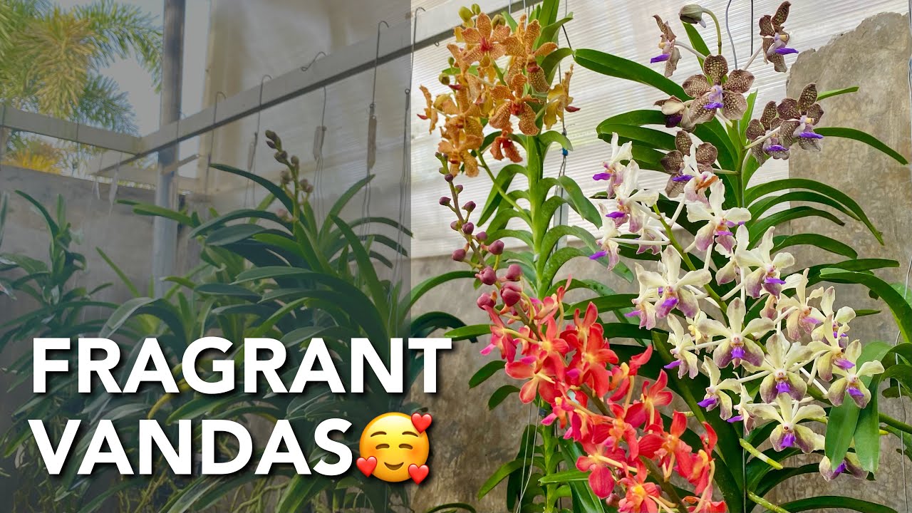 FOUR FRAGRANT VANDAS Vanda Orchids in Bloom Fragrant Orchid Flowers