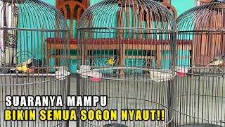 SUARA SOGON KOLONI AMPUH MEMANCING BUNYI DAM EMOSI BURUNG BAHAN‼️PASTI CEPAT NYAUT NEMBAK