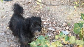 Ещё одного старого пса выгнали на улицу, после смерти хозяйки Ещё одного старого пса выгнали на улицу, после смерти хозяйки