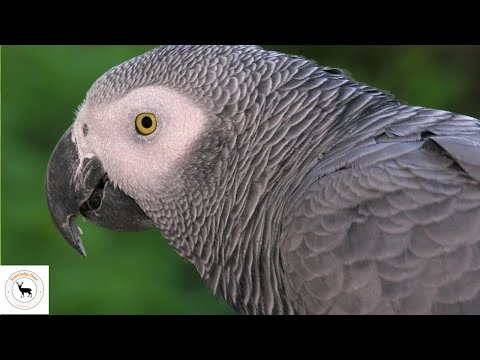 Grijze papegaai: het gevederde genie van de natuur