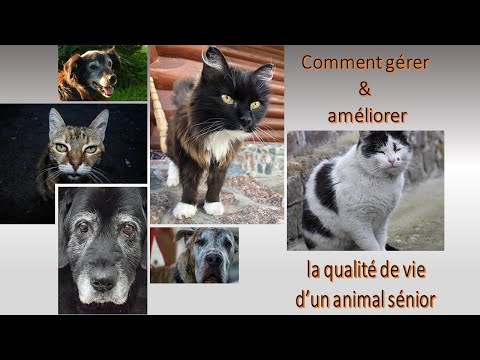 Vidéo: Améliorer la qualité de vie de votre chat senior