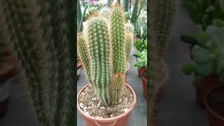 Almanyadaki kaktüs ağaç fiyatları