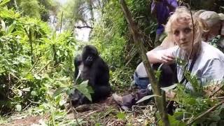 Gorilla Trek at Volcanoes National Park, Rwanda