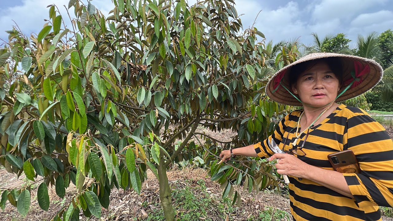 Cô Lập, Sầu Riêng Tán  Lùn, Tri Tôn, An Giang, Tư vấn KT: 0886 577 757
