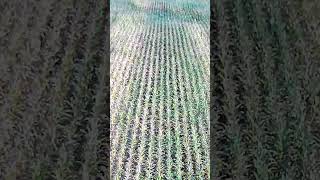 What are Ag Loans for
