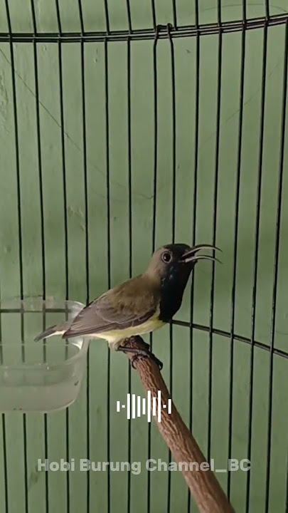 Sogok ontong Full Tembakan Lovebird