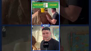 1 Ton 200 Kiloluk Kurbanlık Paşa, Araba Fiyatına Alıcısını Bekliyor