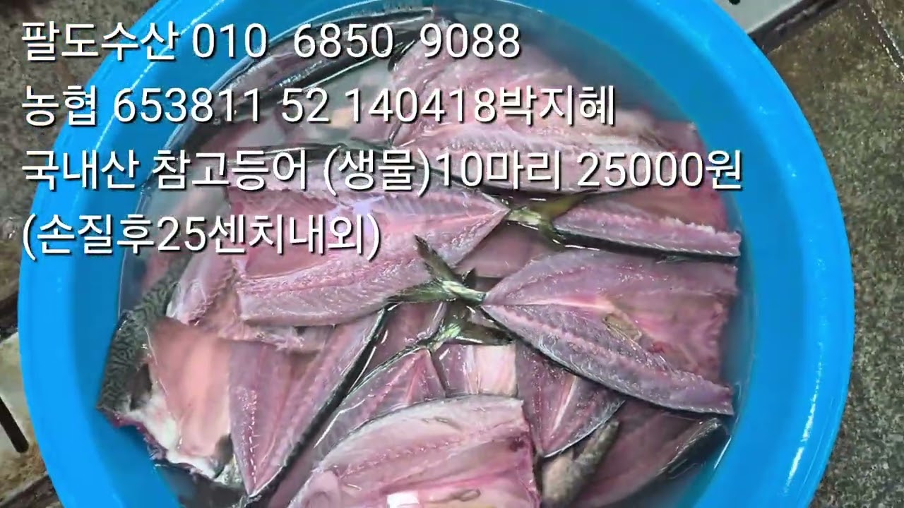 국내산 생물고등어를 손질했어요 10마리  25000원 (25센치내외)